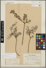 Foto von Salix repens subsp. incubacea (L.) A. Neumann